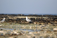 Birchington On Sea, Kent