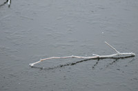 Frozen Ponds, Shire Brook Valley, Sheffield