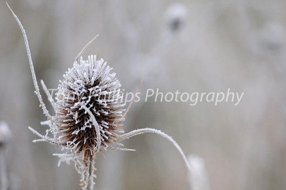 A Frosty Morning In Shire Brook Valley 2012