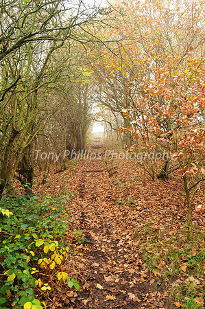 Shirtcliffe Woods, Woodhouse, Sheffield