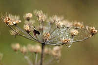 Shirebrook Valley, Woodhouse, Sheffield