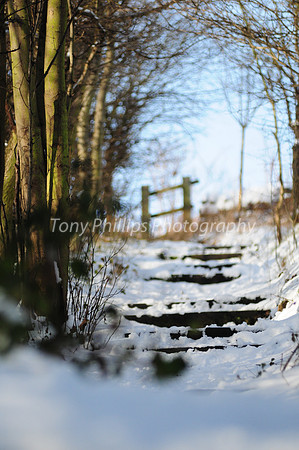 Shirtcliffe woods, Woodhouse, Sheffield S13