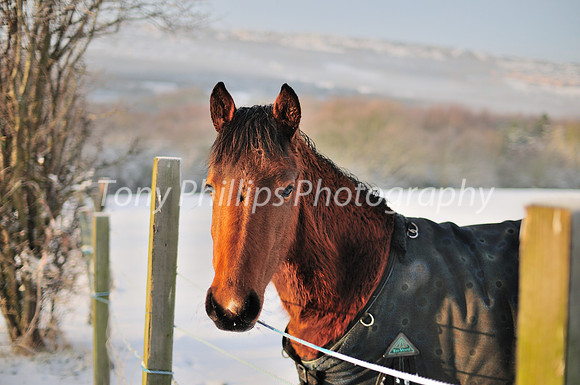 A Horse Out In The Snow,  In Shire Brook Valley 2012