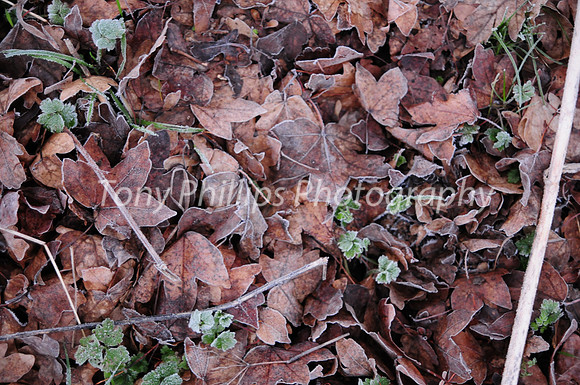 Frosty Leaves