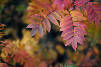 Autumn Colours, Woodhouse, Sheffield