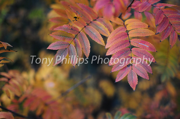 Autumn Colours, Woodhouse, Sheffield