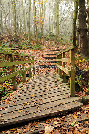 Shirtcliffe Woods In The Mist, Woodhouse, Sheffield