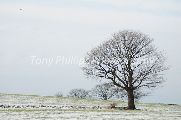 Trees,  Woodhouse, Sheffield S13