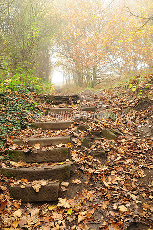 Shirtecliffe Woods, Woodhouse Sheffield